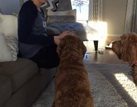 Large fluffy dog misses catch 