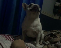 White french bull dog with pointy ears with tongue out on bed making squeaking noises