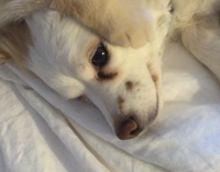 white cat licking white dog on bed