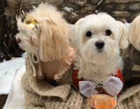 MUSIC Three white dogs in blanket in front of wine with 2018 hats on