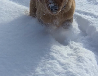 fluffy brown puppy blue collar jumping in snow