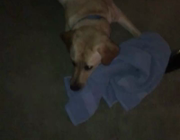 brown dog running around living room with towel on its mouth