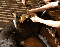 black dog with ducks on back