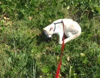 white cat on red leash walks through grass near beach 