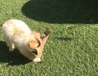 A small tan puppy has a large leaf of his face 
