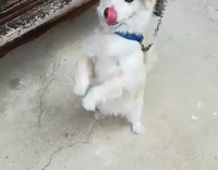 small white dog sticking  tongue out constantly 