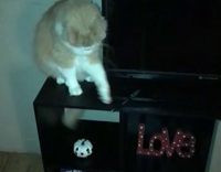 Orange cat pushes pen on the floor 