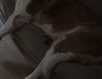 brown dog sleeping on sofa