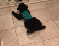 black dog barking it itself in the mirror constantly 