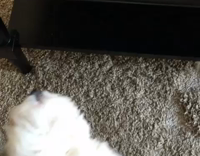 White dog stands up near desk to reach at nail polish