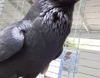 black crow moving its wobbling its head 