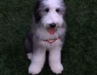 Fluffy white dog is sitting still while owner throws tennis ball to him 
