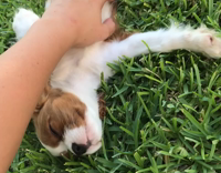 White/Brown Puppy Has Stomach Scratched on Grass