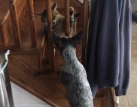 Small dog tries to play with cat through stairs cat runs away dog barks at it