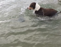 dog diving underwater and getting rock