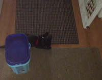 small black cat red collar bounces around hallway