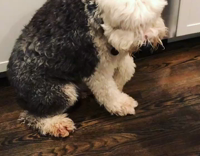 Woman scolds her black white dog for eating pie 