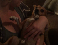 brown dog getting carried on girls arms 