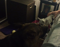 dog barking at dog skeleton halloween prop