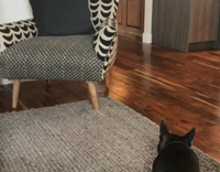 dog running into camera 