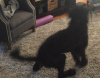 Brown Furry Dog Barks At Fan and Spins On Carpet
