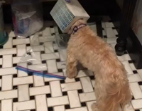 Blonde Dog Gets Head Stuck in Kleenex Tissue Box