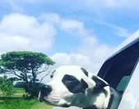 Black and White Dog Sticks Head Out Window On Country Road