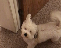 white dog getting air blown at it 