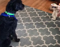 MUSIC Black dog green and blue collar is interested in pitbull fireball singer dancing toy