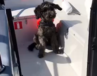 Black dog sitting in boat while driving nothing else