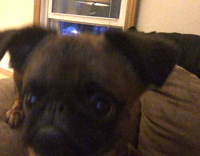 brown pug looking at itself on selfie mode