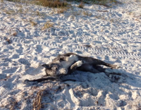 Black dog with white belly rolling around in snow