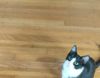 black small cat fetching blue ball