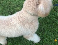 Curly hair dog running around on green grass smelling flowers gets distracted by duck quack