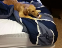 Golden retriever eats peanut butter from jar 