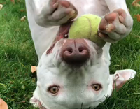White dog laying on back on grass playing with tennis ball