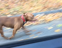 Brown dog roxie red collar follows owner driving in car