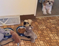 Small fluffy brown white dog doesnt want to go near food bowl because its surrounded by toy animals