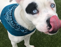 White Dog Blue Bandana Plays Fetch Lawn