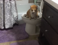 Orange Cat Uses Toilet In Slow Motion