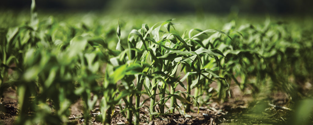 early-season-corn