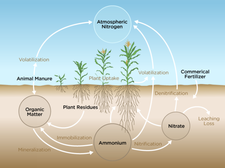 nitrogen-cycle