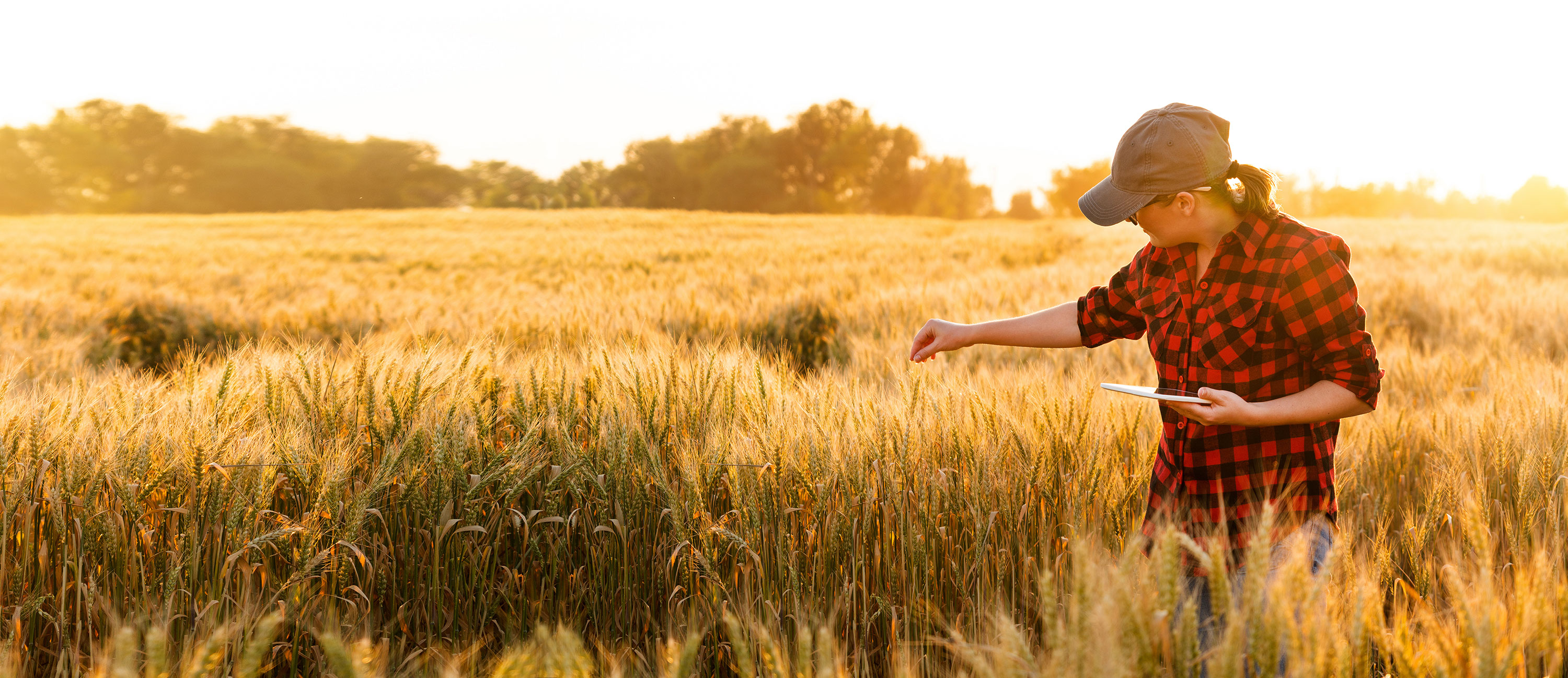 Fields health. Инновационная техника сельского хозяйства. Fields health. Радуется солнцу. Fields health.