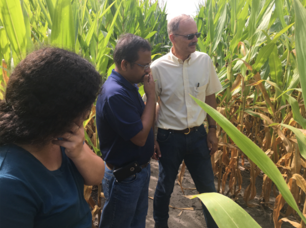 Corn Nitrogen Deficiency