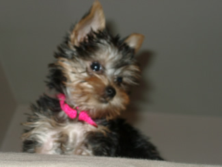 Abbi