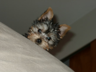 Abbi