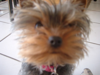 Abbi