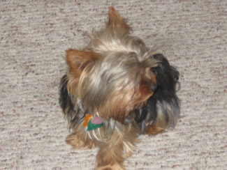 Abbi