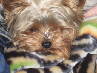 Abbi