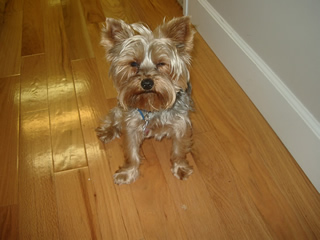 Briggs